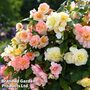 Begonia 'Nonstop Joy Peaches + Dreams'