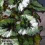 Begonia 'Escargot'