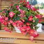 Begonia 'NonStop Joy Rose Picotee'