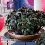 Begonia 'Spacestar Avoir'