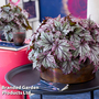 Begonia 'Spacestar Maia'