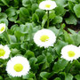 Bellis perennis 'White'