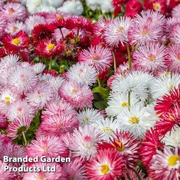 Bellis 'Giant-Flowered Mixed'