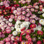 Bellis 'Giant-Flowered Mixed'