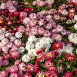 Bellis 'Giant-Flowered Mixed'