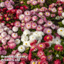 Bellis 'Giant-Flowered Mixed'