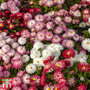 Bellis 'Monstrosa Mix' - Seeds