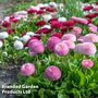 Bellis perennis 'Pomponette' Bicolour