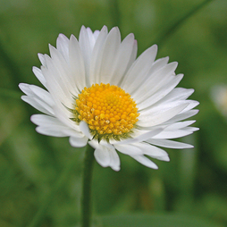 Bellis 'Single White' - Seeds