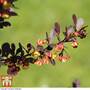 Berberis thunbergii f. atropurpurea 'Rose Glow'