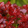 Berberis thunbergii 'Lutin Rouge'