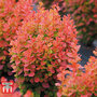 Berberis thunbergii 'Florence'