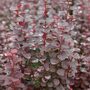 Berberis thunbergii 'Chocolate Summer'