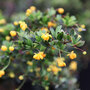 Berberis buxifolia 'Nana'