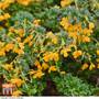 Berberis darwinii 'Nana'