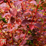 Berberis x ottawensis f. purpurea 'Superba'