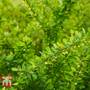 Berberis thunbergii (Hedging)
