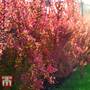 Berberis thunbergii f. atropurpurea
