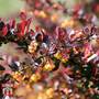 Berberis thunbergii f. atropurpurea 'Dart's Red Lady'