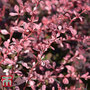 Berberis thunbergii f. atropurpurea 'Harlequin'