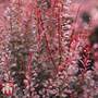 Berberis thunbergii f. atropurpurea 'Rosy Rocket'