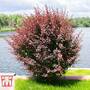 Berberis thunbergii f. atropurpurea 'Helmond Pillar'