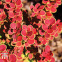 Berberis 'Orange Sunrise'