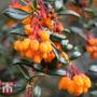 Berberis trigona 'Orange King'