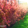 Berberis thunbergii f. atropurpurea (Hedging)