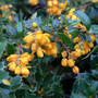 Berberis darwinii 'Compacta'