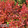 Berberis thunbergii 'Coral'