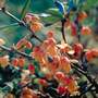 Berberis darwinii
