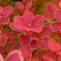 Berberis thunbergii 'Orange Ice'