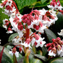 Bergenia 'Fire & Ice'