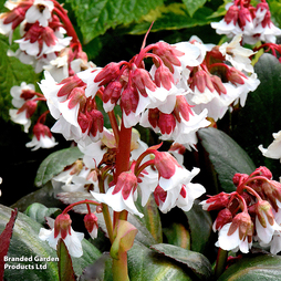 Bergenia 'Fire & Ice'