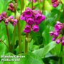 Bergenia Cordifolia Winterglut