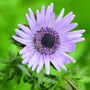 Berkheya purpurea 'Silver Spikes' - Seeds