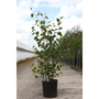 Betula utilis subsp. jacquemontii 'Doorenbos'