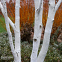 Betula utilis subsp. jacquemontii 'Doorenbos' (Mature Tree)