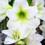 Amaryllis 'Mont Blanc'