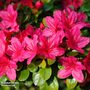 Azalea japonica 'Dark Pink'