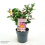 Camellia sasanqua 'Pink'