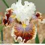 Iris 'Wonders Never Cease'