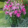 Lily 'Double Pink Mix'