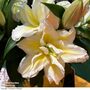 Lily 'Blizzard'