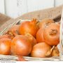 Onion 'Cupido' (Spring Planting)