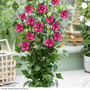 Hibiscus 'Flower Tower Ruby'
