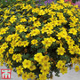 Bidens 'Yellow Port Royal'