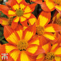 Bidens 'Hawaiian Flare Bicolour Star'