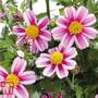 Bidens 'Pink Princess'